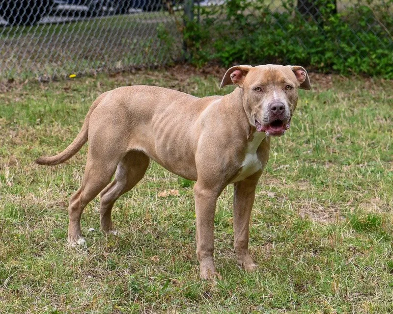 An adult large-sized female Pit Bull Terrier dog named Da  Callie for adoption in Glen Allen, VA