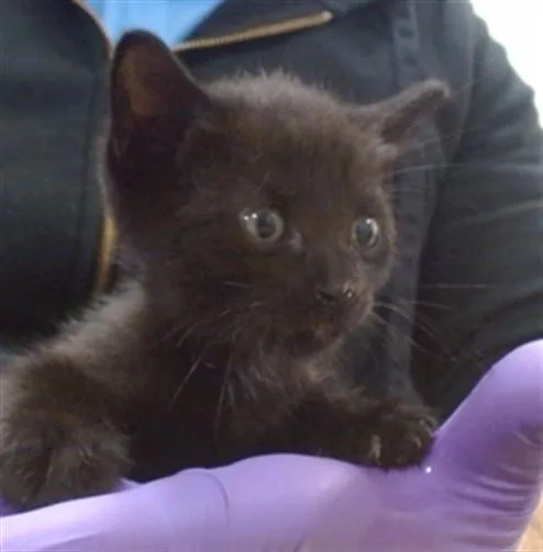 A baby small-sized female Domestic Short Hair cat named Gabrielle for adoption in Miami, FL