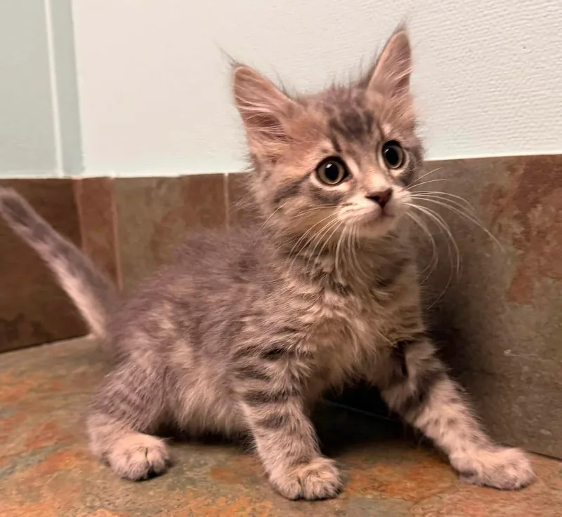 A baby small-sized male Tabby (Gray / Blue / Silver) Domestic Long Hair cat named New York for adoption in Columbus, NE