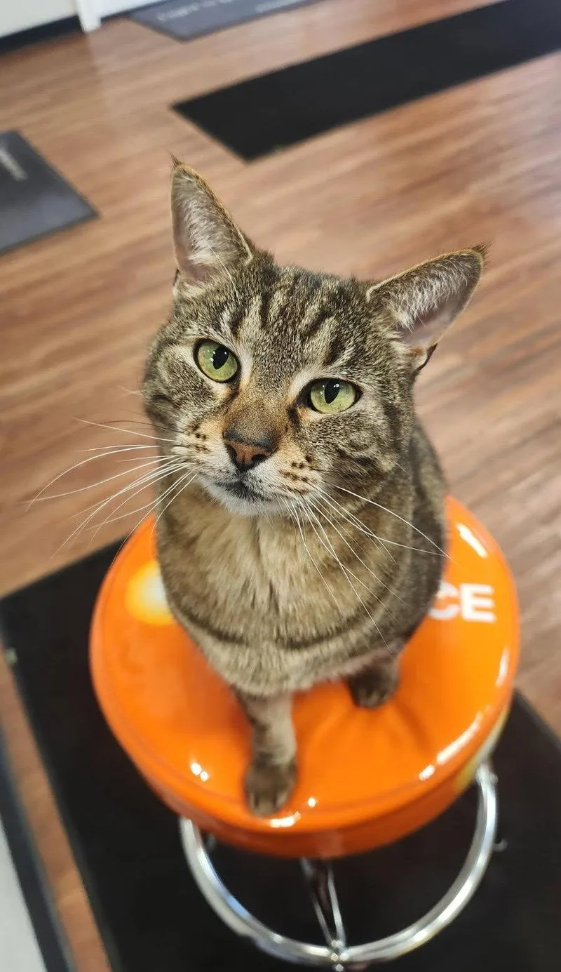An adult medium-sized female Domestic Short Hair cat named Libby for adoption in Nashville, TN