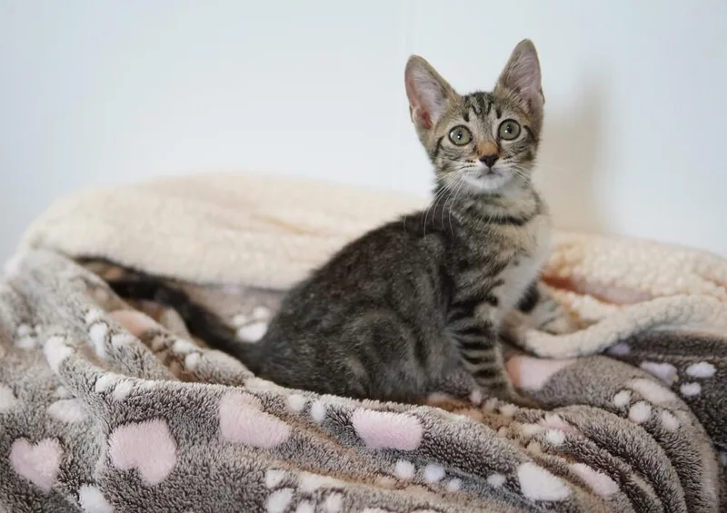 A baby small-sized female Domestic Short Hair cat named Hazel for adoption in Wellington, FL