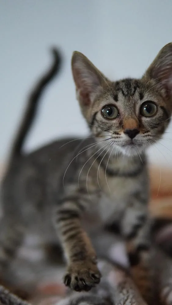 Hazel thumbnail 3