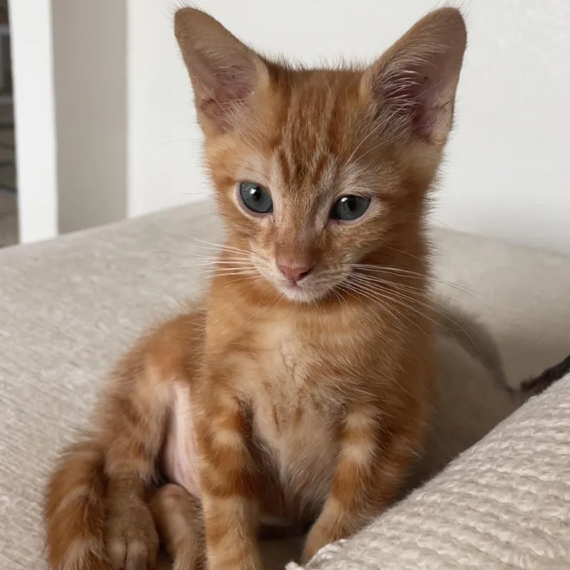 A baby small-sized male Orange / Red Domestic Short Hair cat named Harry for adoption in Tustin, CA