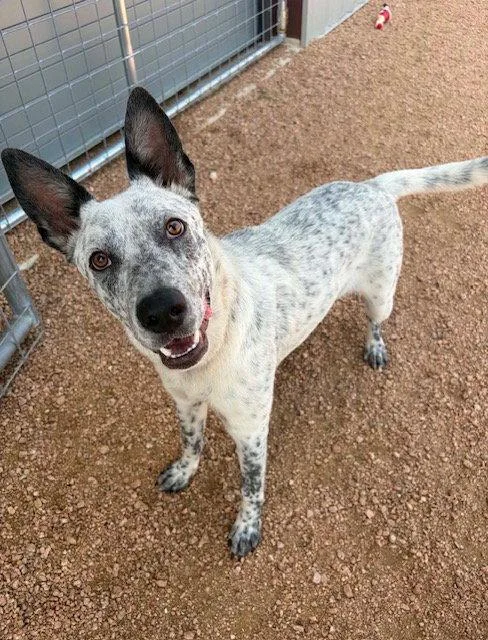 A young medium-sized male Australian Cattle Dog / Blue Heeler dog named Steven for adoption in Midway, UT