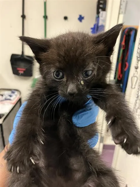 A baby small-sized male Domestic Short Hair cat named Oogie Boogie for adoption in Long Beach, CA