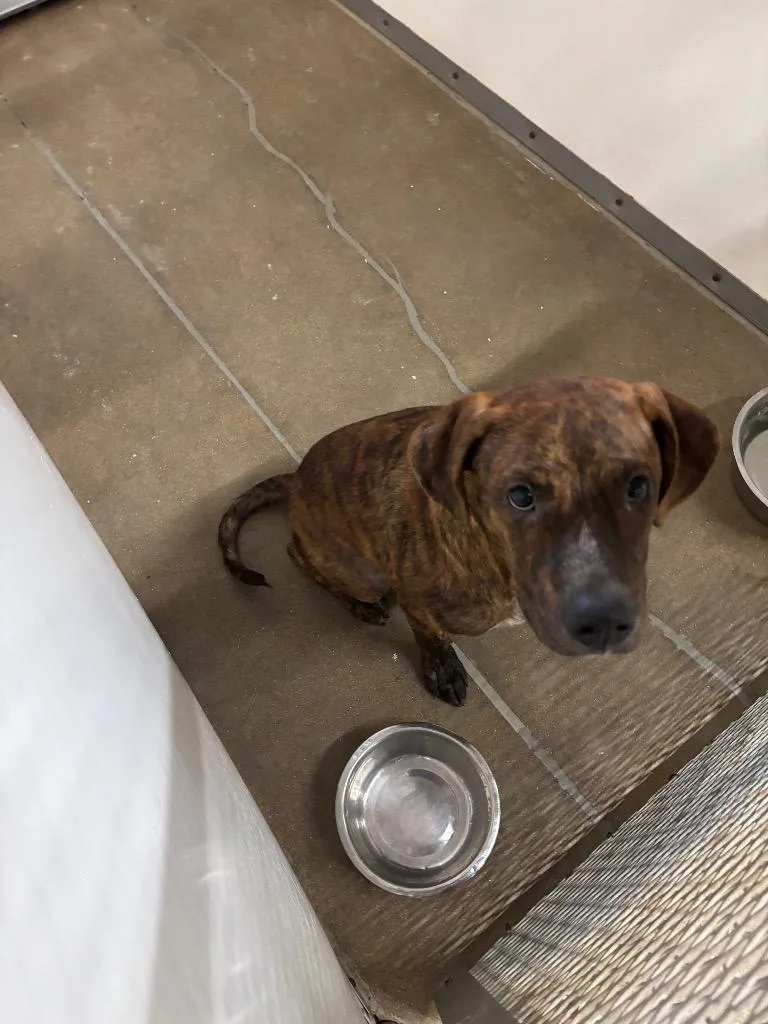A young medium-sized male Pit Bull Terrier dog named Jimmy for adoption in Belton, TX
