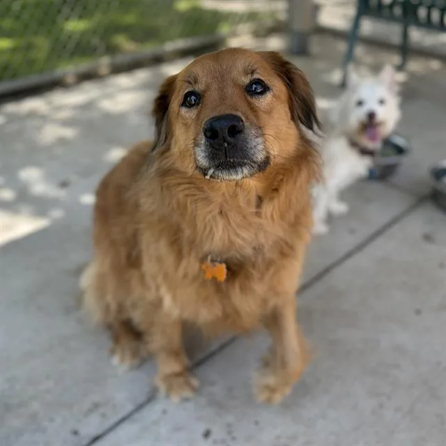 A senior medium-sized female Chow Chow dog named Shasta for adoption in Modesto, CA