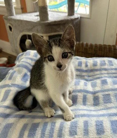 A baby small-sized male Gray & White Domestic Short Hair cat named Linny C Ingram for adoption in Saunderstown, RI