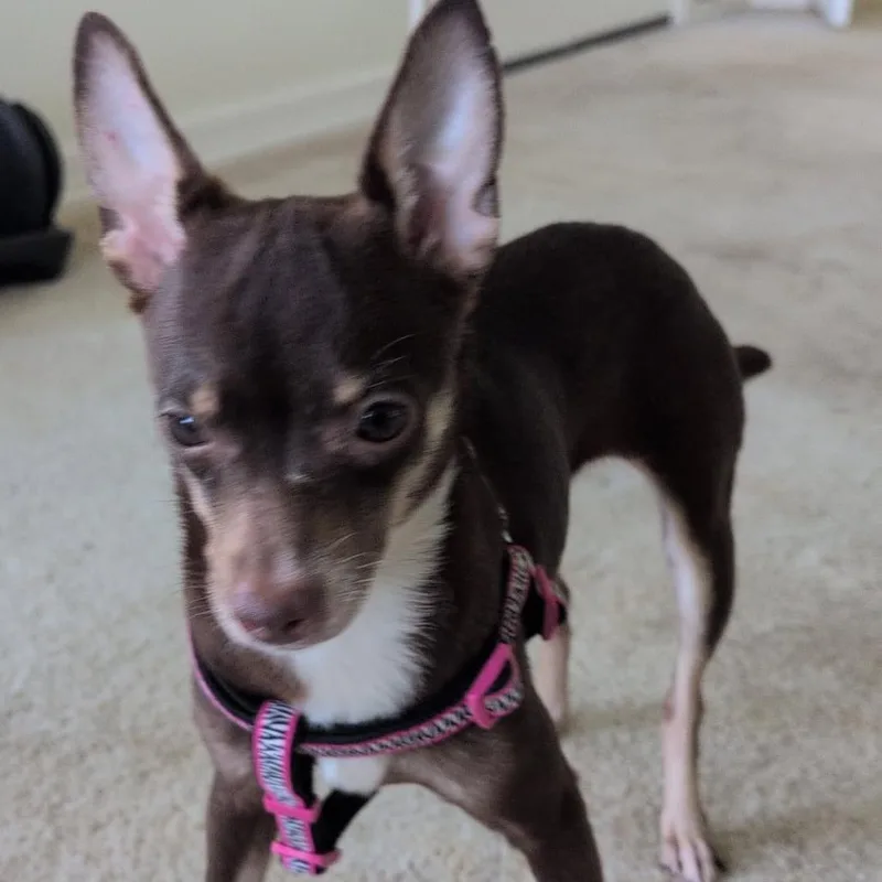 A young small-sized female Brown / Chocolate Mixed Breed dog named Alice for adoption in Leander, TX