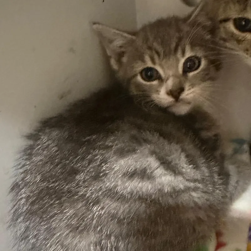 A baby small-sized female Domestic Short Hair cat named MONTStray for adoption in Perkiomenville, PA