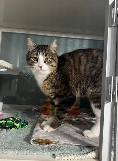An adult medium-sized male Tabby (Brown / Chocolate) Domestic Short Hair cat named Ox for adoption in Hutchinson, MN