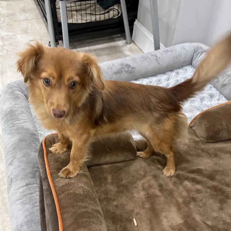 A baby small-sized female Red / Chestnut / Orange Dachshund (Long Haired) dog named Pumpkin for adoption in Abington, PA
