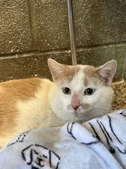 A young medium-sized male Domestic Short Hair cat named Extra for adoption in Frisco, CO