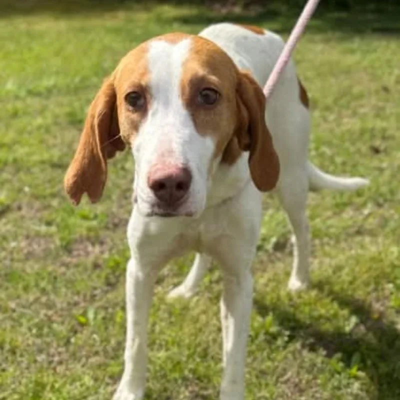 An adult small-sized female White / Cream American Foxhound dog named Lilly for adoption in Chesapeake, VA