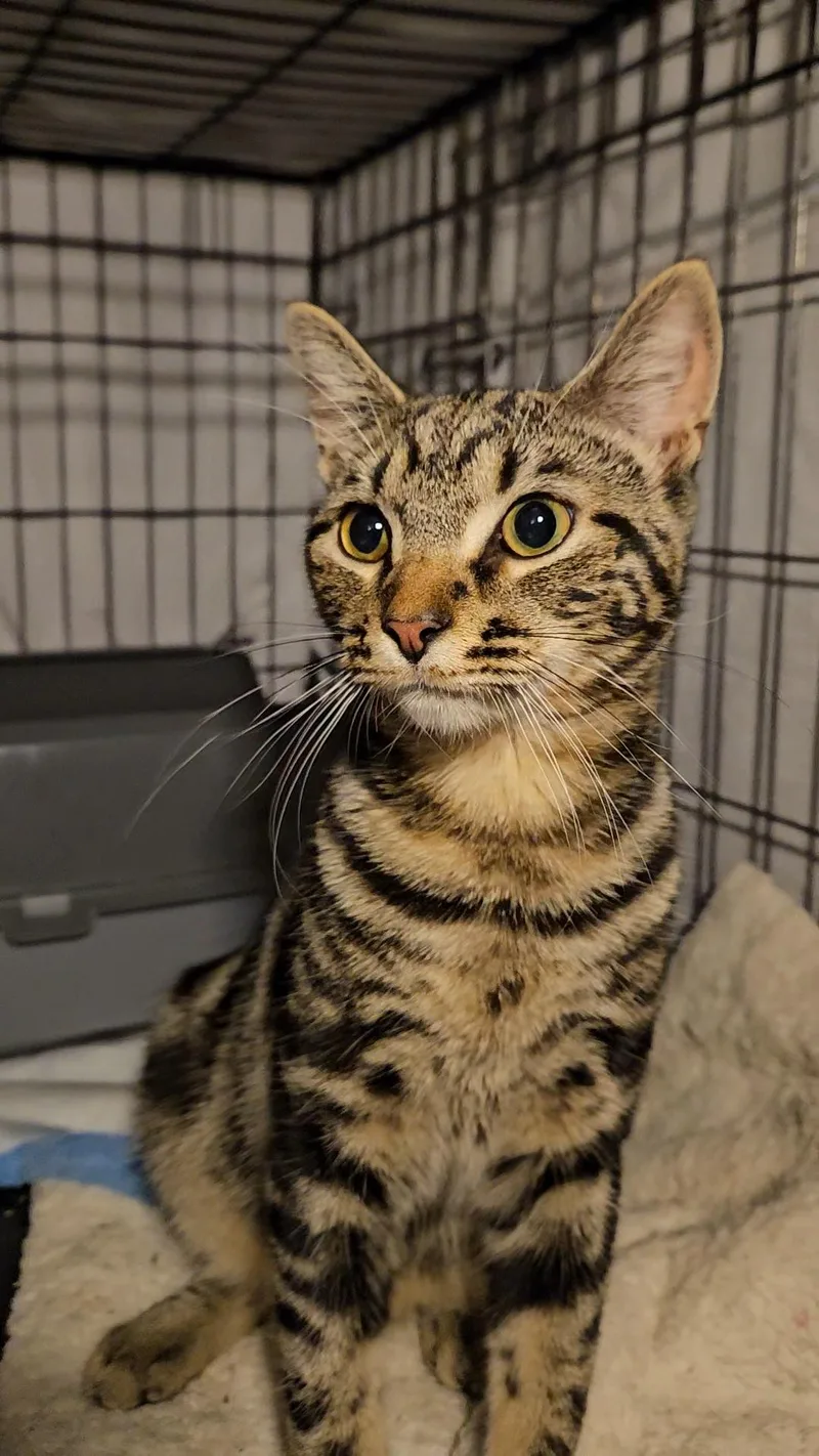 A young medium-sized male Tabby (Brown / Chocolate) American Shorthair cat named Handsome N.  A for adoption in New York, NY