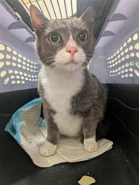 An adult medium-sized male Gray / Blue / Silver Domestic Short Hair cat named Scooby for adoption in Elk Grove, CA