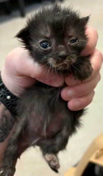 A baby small-sized female Domestic Short Hair cat named Chicken for adoption in Lampasas, TX