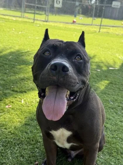 An adult large-sized male American Staffordshire Terrier dog named Achilles for adoption in Daytona Beach, FL