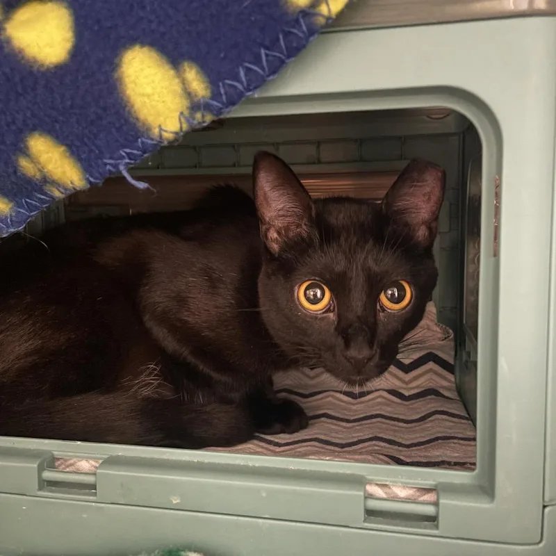 A young small-sized female Black Domestic Short Hair cat named Artemis for adoption in Edwardsville, IL