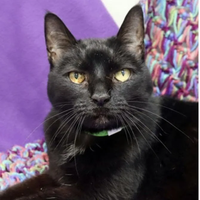 A senior medium-sized female Black Domestic Short Hair cat named Onyx for adoption in Seminole, FL