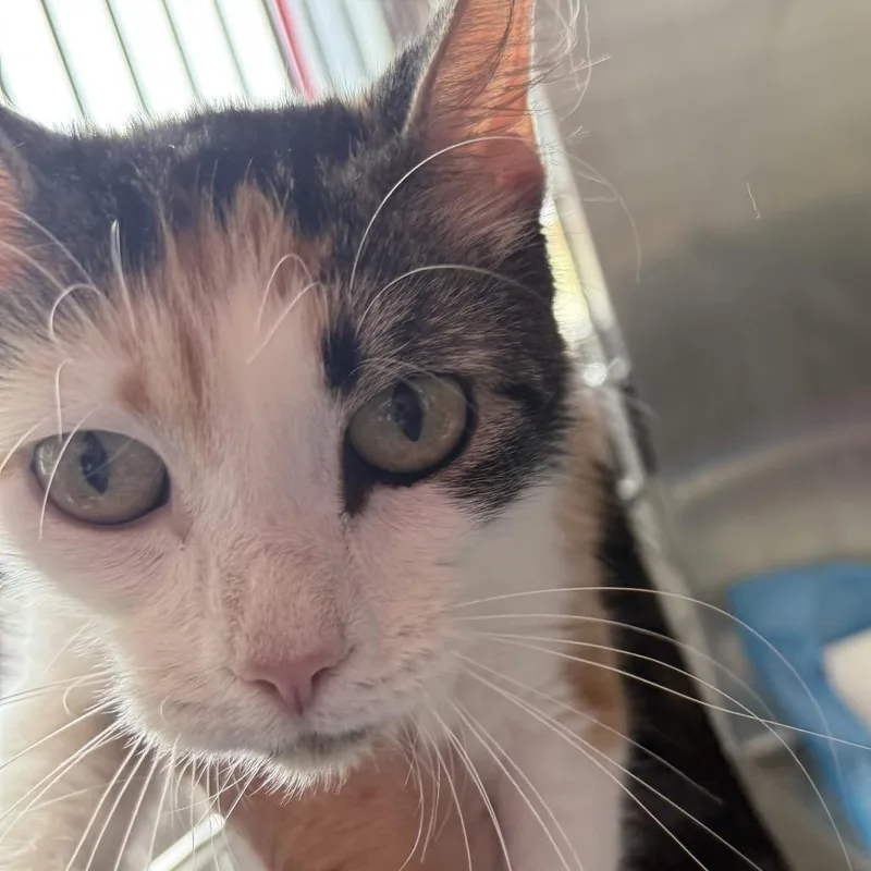 An adult medium-sized female White Domestic Medium Hair cat named Barbara for adoption in Ponca City, OK