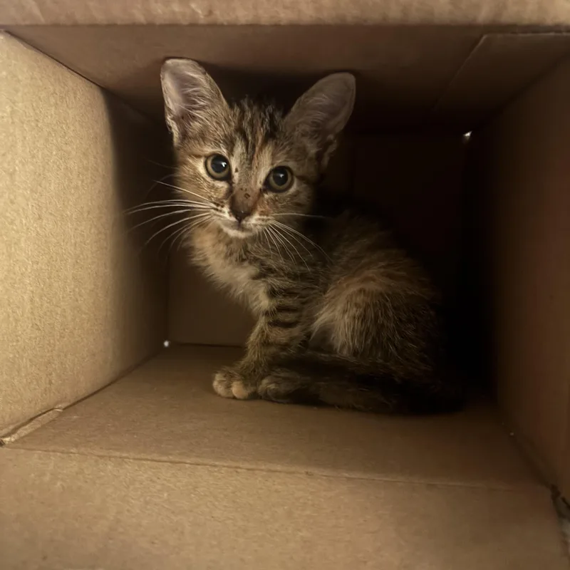 A baby small-sized female Domestic Short Hair cat named Mulan & Pochantas for adoption in Statesboro, GA