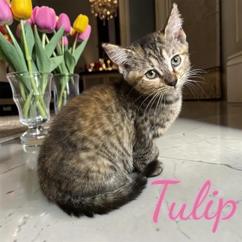 Tulip thumbnail 3