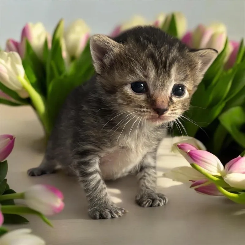 Tulip thumbnail 5