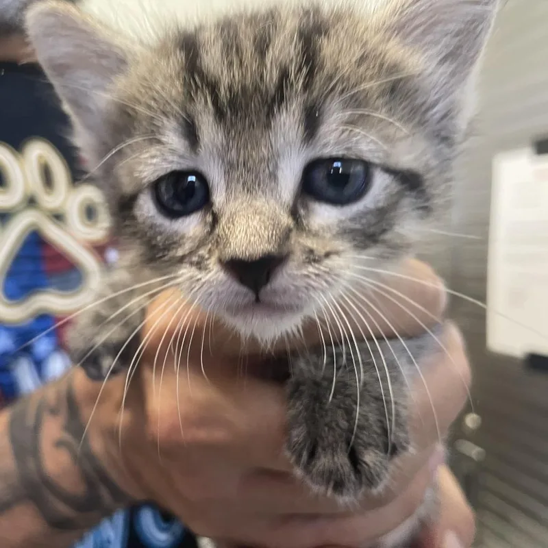 A baby small-sized female Gray / Blue / Silver Domestic Short Hair cat named Gigi for adoption in Buffalo, WY