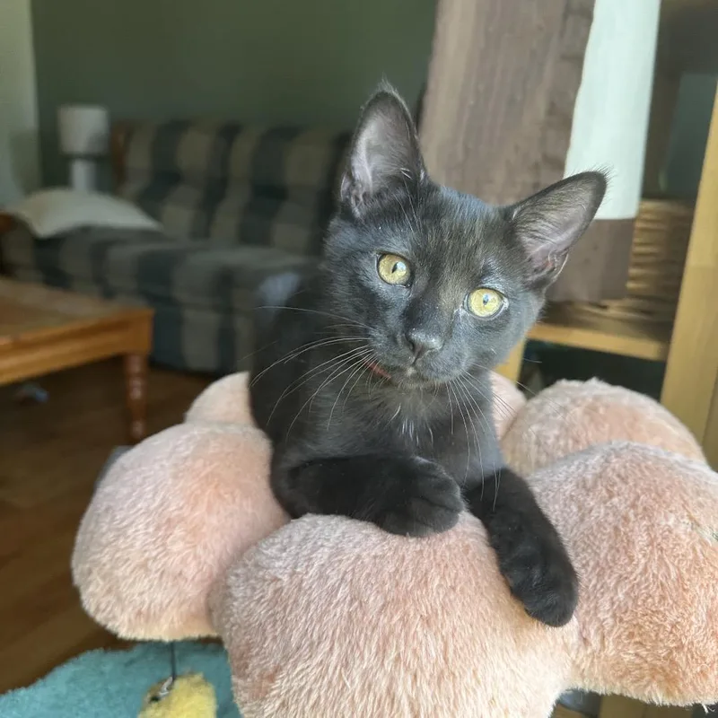 A baby small-sized male Black Domestic Short Hair cat named Snow cone for adoption in Pasadena , MD
