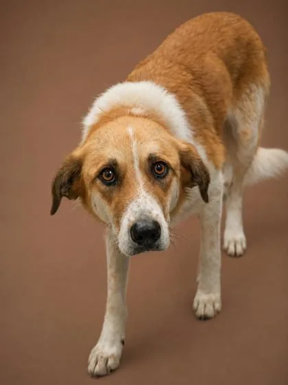 An adult large-sized female Great Pyrenees dog named Jenny SPONSORED! for adoption in Bowling Green, KY