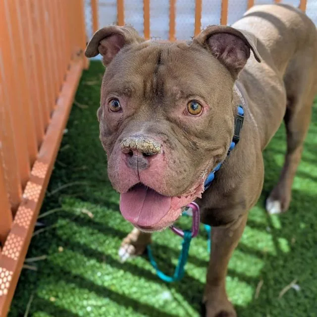 An adult large-sized male Pit Bull Terrier dog named Bruce Payne for adoption in Las Vegas, NV