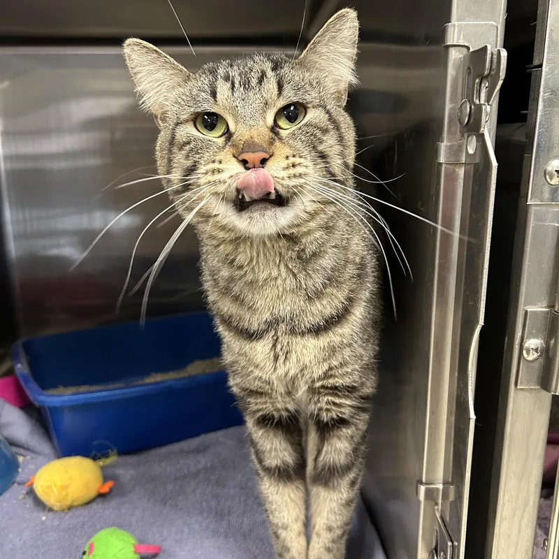 An adult medium-sized male Tabby (Brown / Chocolate) Domestic Short Hair cat named Dobby for adoption in La Grange Park, IL
