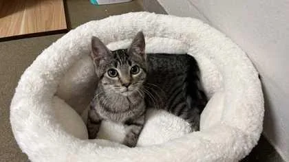A baby small-sized male Domestic Short Hair cat named Ben for adoption in Clayton, GA