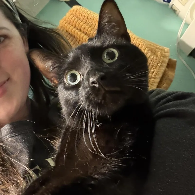 An adult medium-sized female Black Domestic Short Hair cat named Storm for adoption in Royal Oak, MI