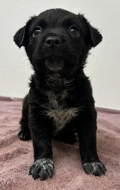 Connie Souphanousinphone thumbnail 2