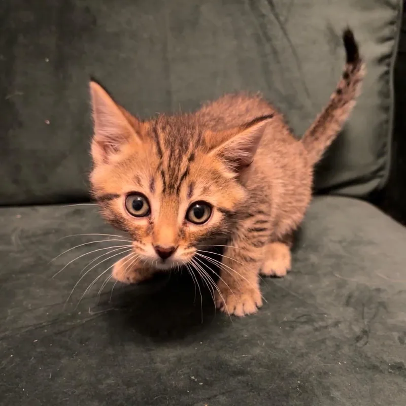 A baby small-sized male Brown / Chocolate Domestic Short Hair cat named Squirrel for adoption in Garfield, AR