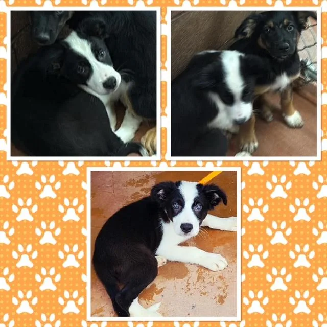 A baby medium-sized male Black Border Collie dog named Jasper for adoption in Buckhannon, WV