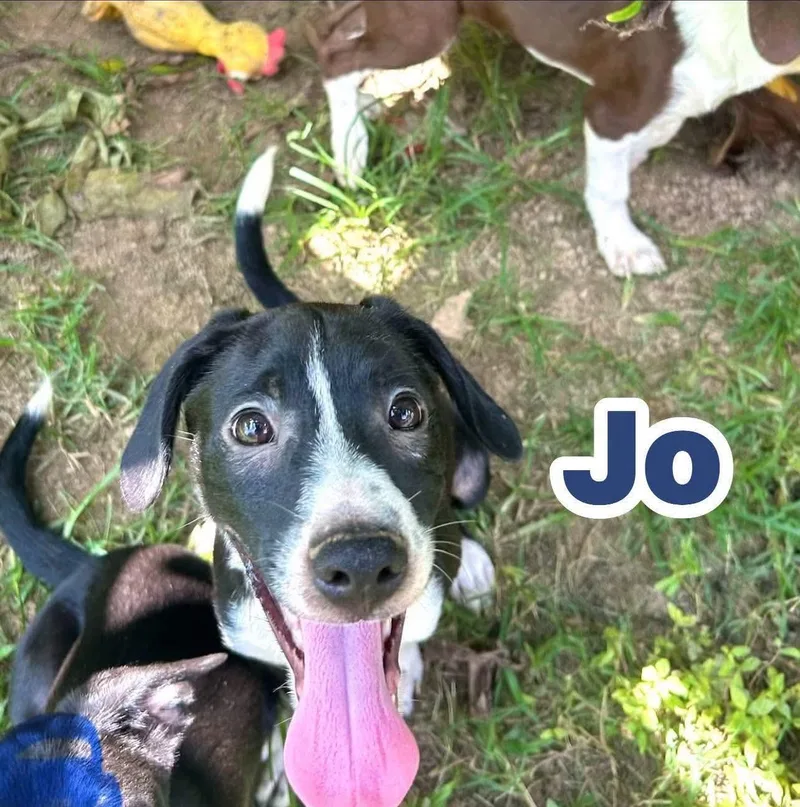 A baby medium-sized male Black Rat Terrier dog named Jo for adoption in Watertown, CT