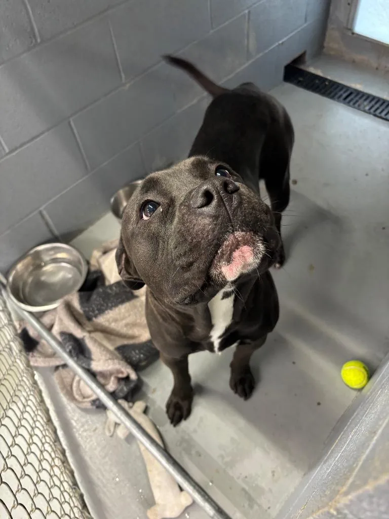 A young medium-sized male Pit Bull Terrier dog named King for adoption in Findlay, OH