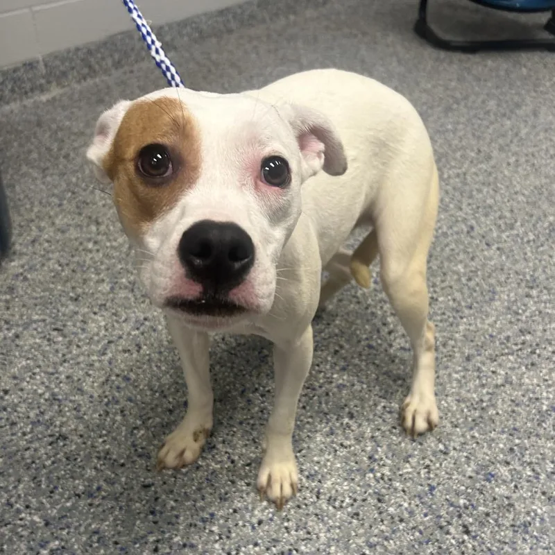 A young medium-sized female White / Cream Mixed Breed dog named Princess for adoption in Greenville, SC