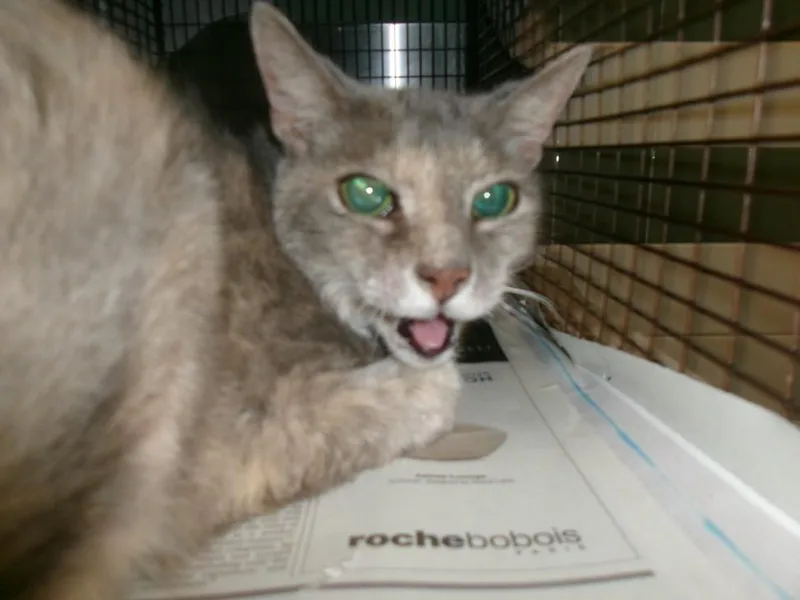 An adult large-sized female Domestic Long Hair cat named Bravo for adoption in Van Nuys, CA