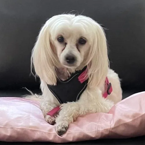 A senior small-sized female Yellow / Tan / Blond / Fawn Maltipoo dog named Princess for adoption in Verona, NJ