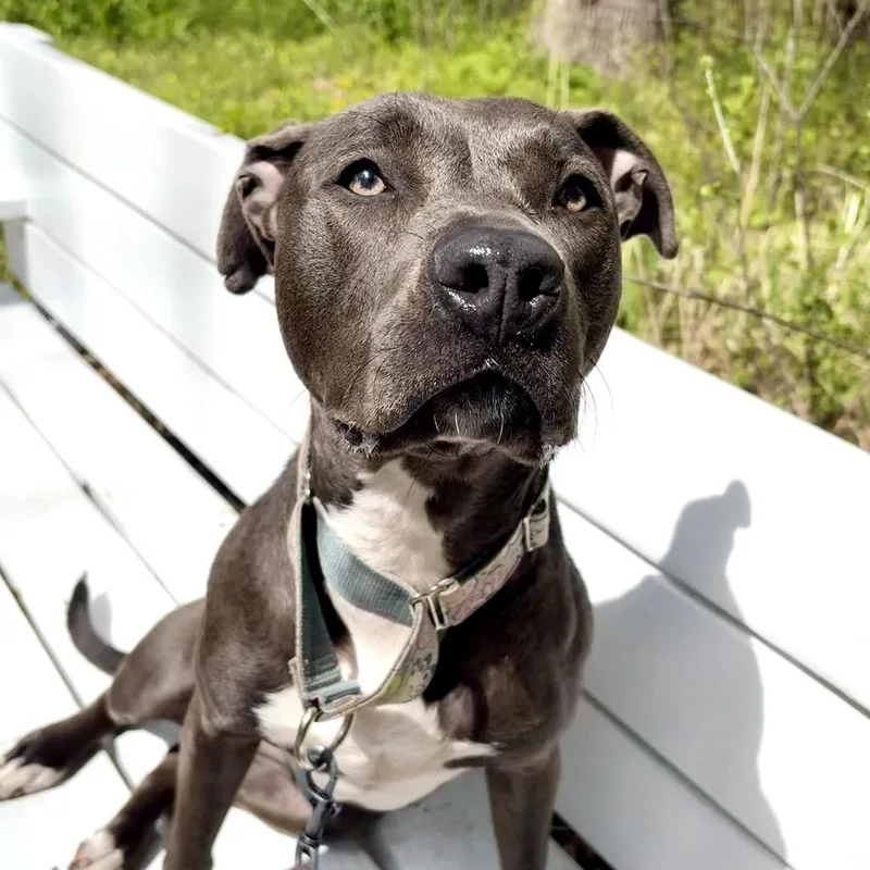 A young medium-sized female Gray / Blue / Silver Pit Bull Terrier dog named Charlie for adoption in Deerfield, IL