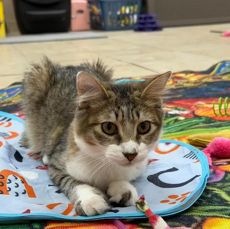A baby medium-sized male Domestic Medium Hair cat named Oliver for adoption in Rochester, NY