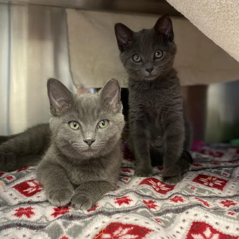 A baby small-sized female Gray / Blue / Silver American Shorthair cat named Rumi for adoption in Franklin, TN