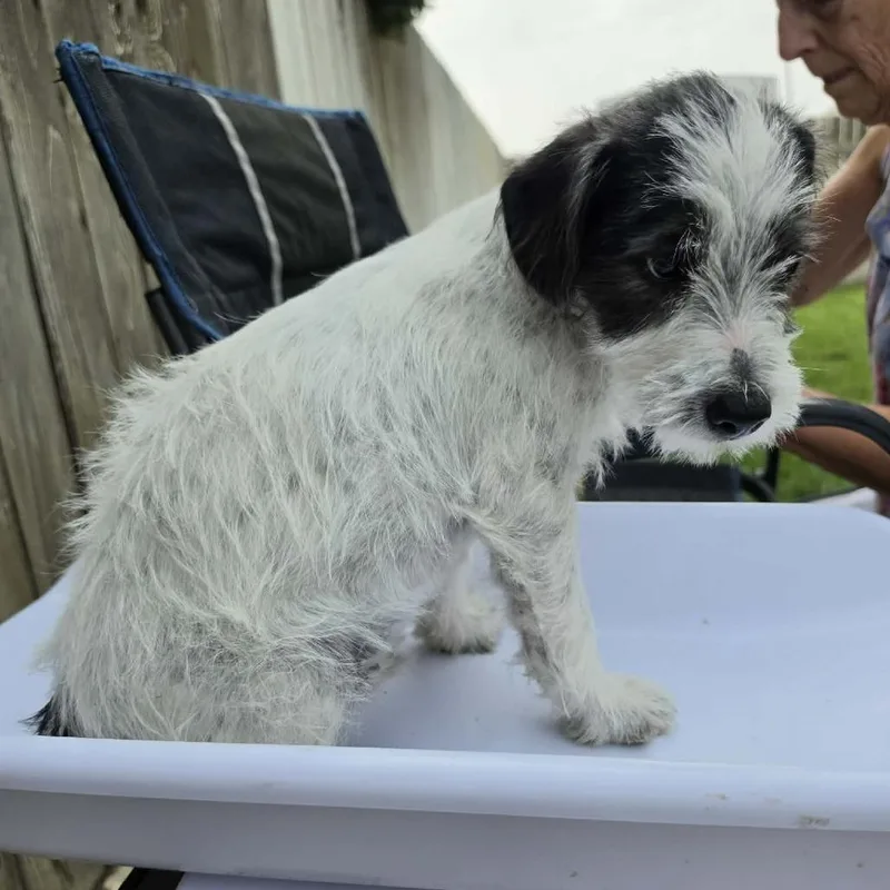 A baby small-sized male White / Cream Shih Tzu dog named Frazier for adoption in West Richland, WA