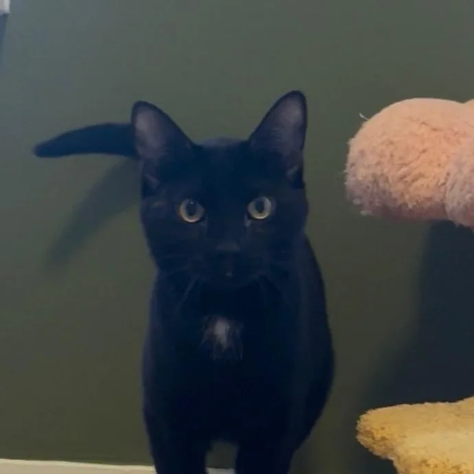 A young medium-sized male Domestic Short Hair cat named Merlin for adoption in Huntington, MA