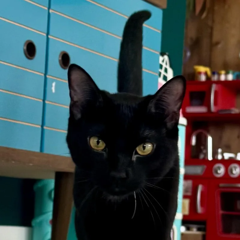 Merlin thumbnail 3