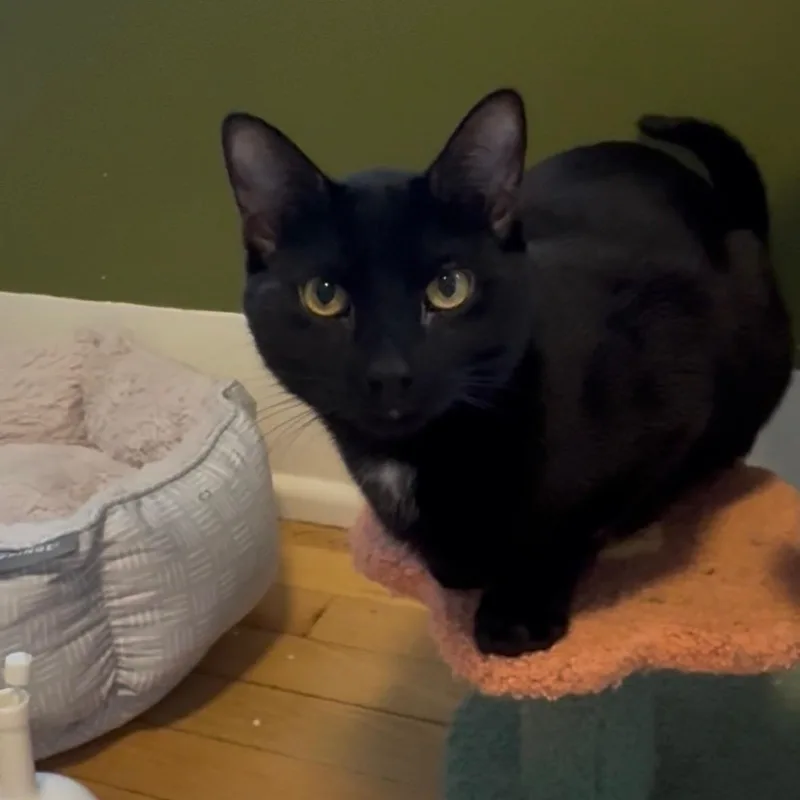 Merlin thumbnail 4